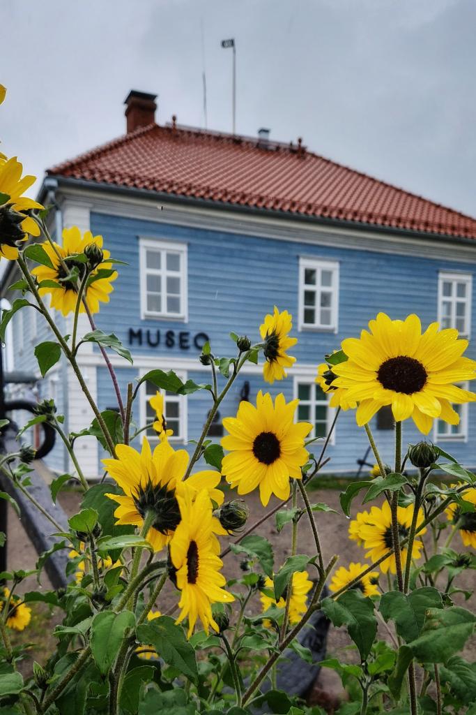 Keltaisia kukkia Pakkahuoneen museon edessä.